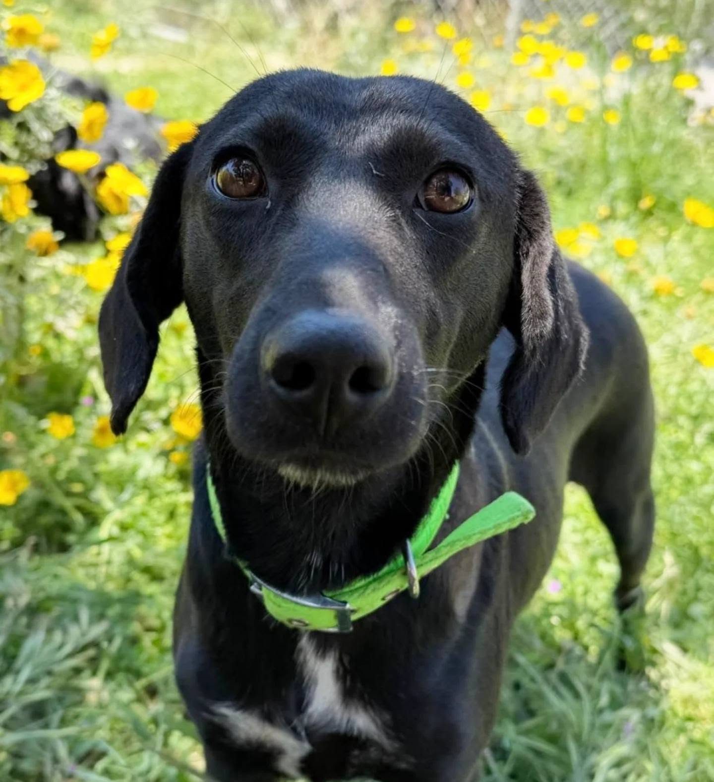 Estelle