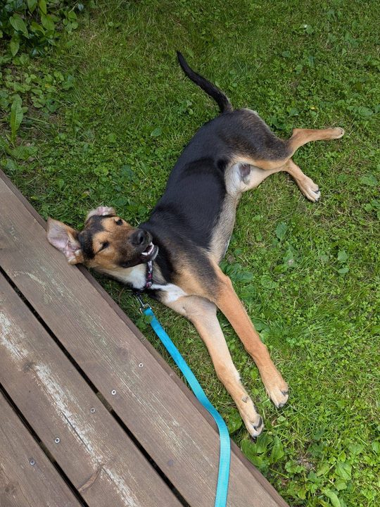 Luca