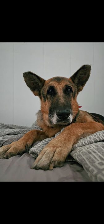 Otto