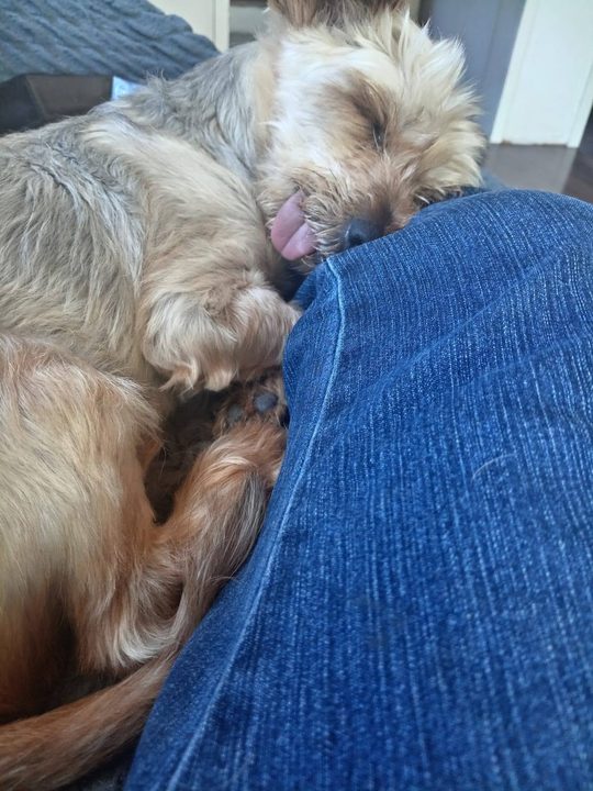 Papou